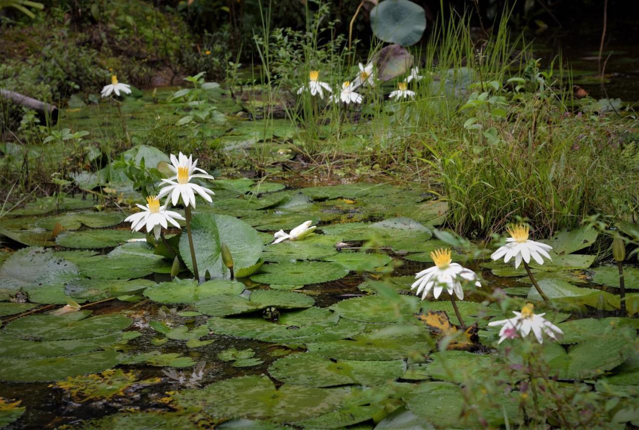 Mena Creek Flower House Bagian luar foto