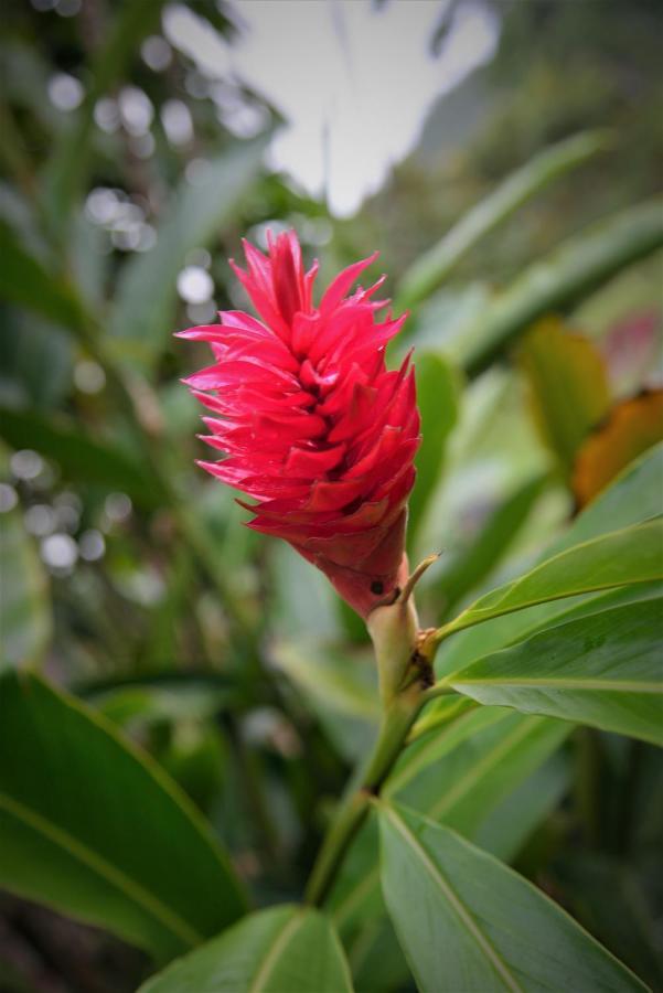 Mena Creek Flower House Bagian luar foto