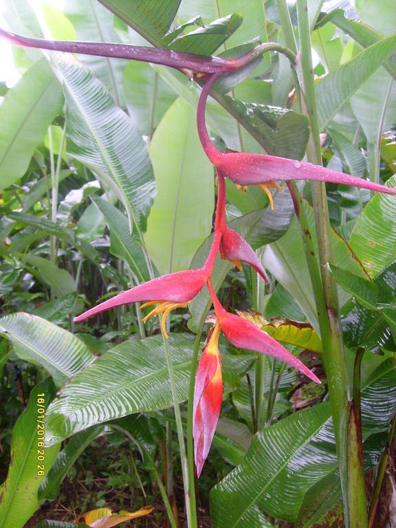 Mena Creek Flower House Bagian luar foto