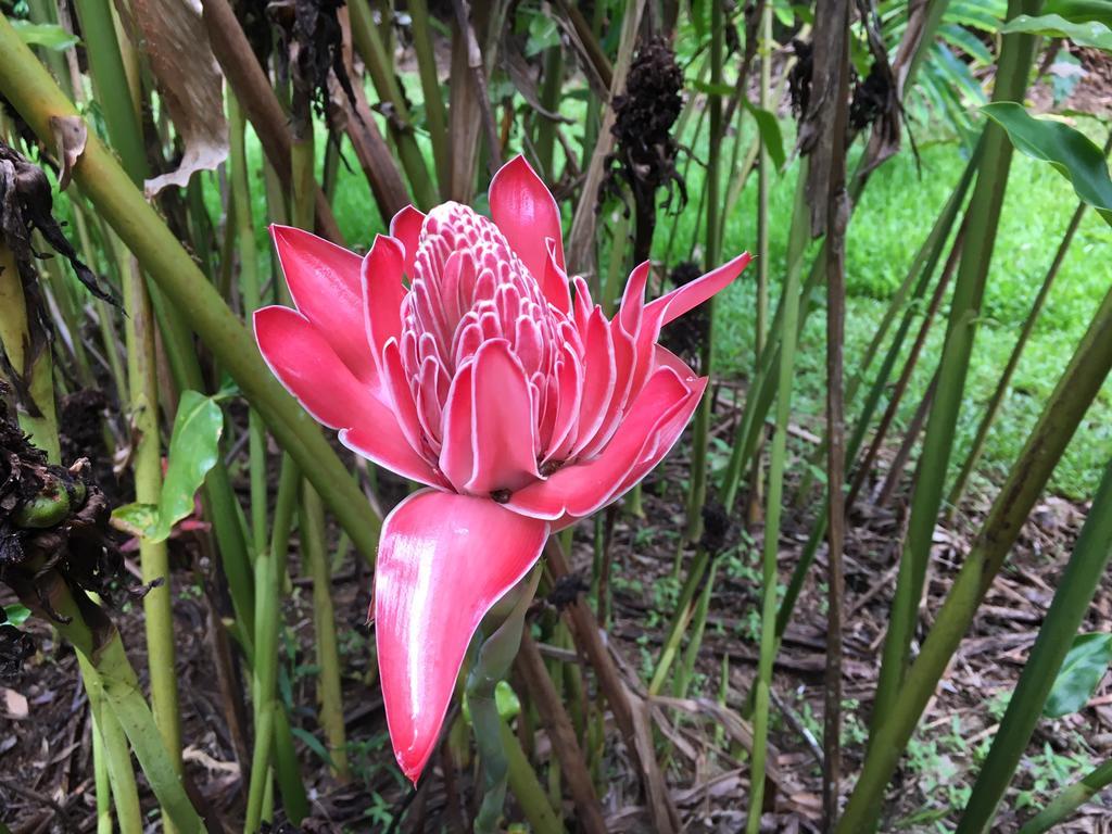 Mena Creek Flower House Bagian luar foto