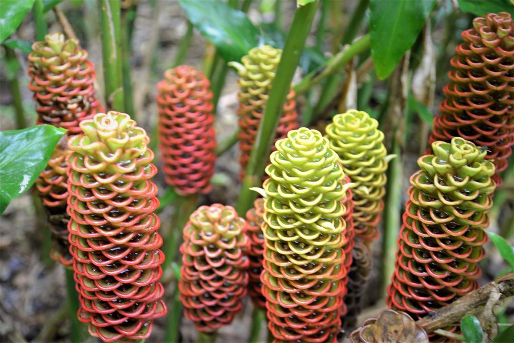 Mena Creek Flower House Bagian luar foto